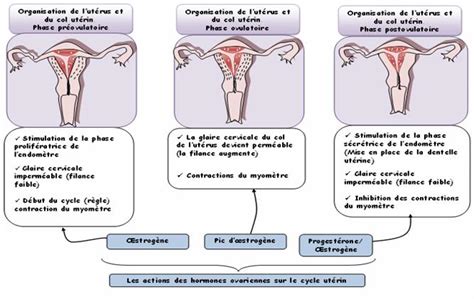 taille d un vagin|Taille du vagin : quel effet sur la sexualité